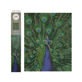 Kaiser Sparkle Kits - Peacock